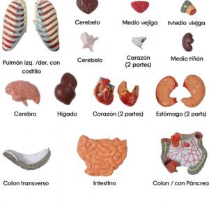 anatómico asexuado 20 piezas, para enseñanza codj3c219206