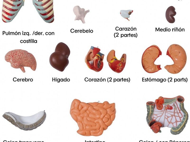 anatómico asexuado 20 piezas, para enseñanza codj3c219206