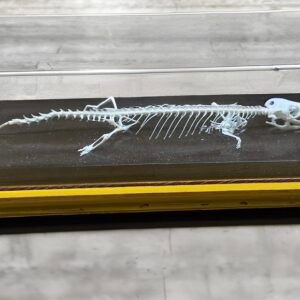 esqueleto de lagarto cod6030