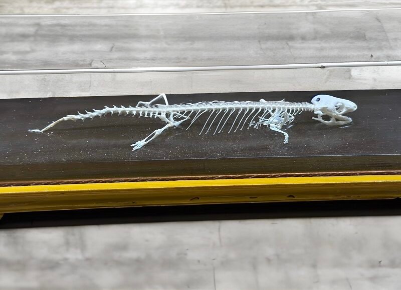 esqueleto de lagarto cod6030