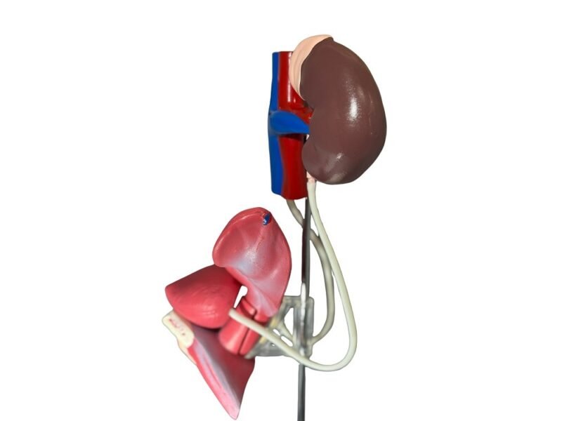 urogenital femenino, para enseñanza cod7019