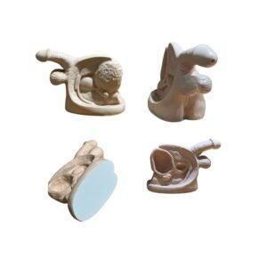 genital masculino, material para enseñanza, codj3c319331c