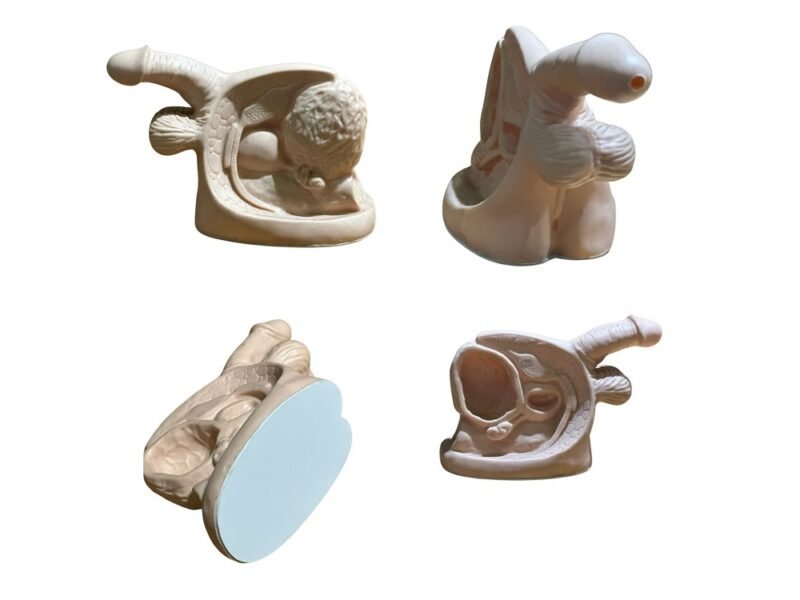 genital masculino, material para enseñanza, codj3c319331c