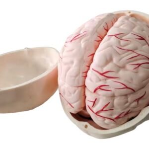 cráneo cerebro, para enseñanza codj3c119104e