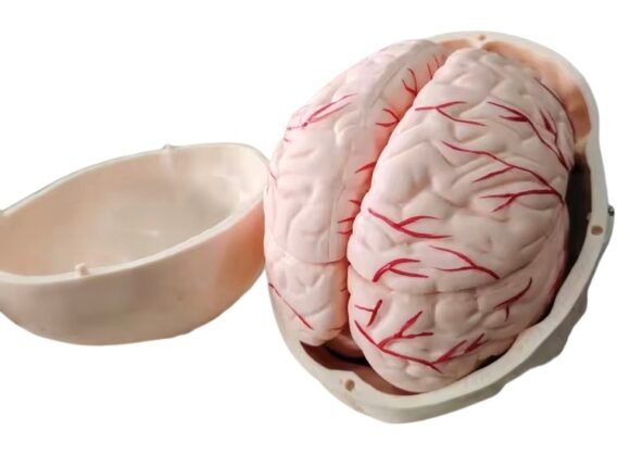 cráneo cerebro, para enseñanza codj3c119104e