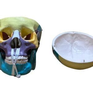 cráneo color, para enseñanza codj3c119104c