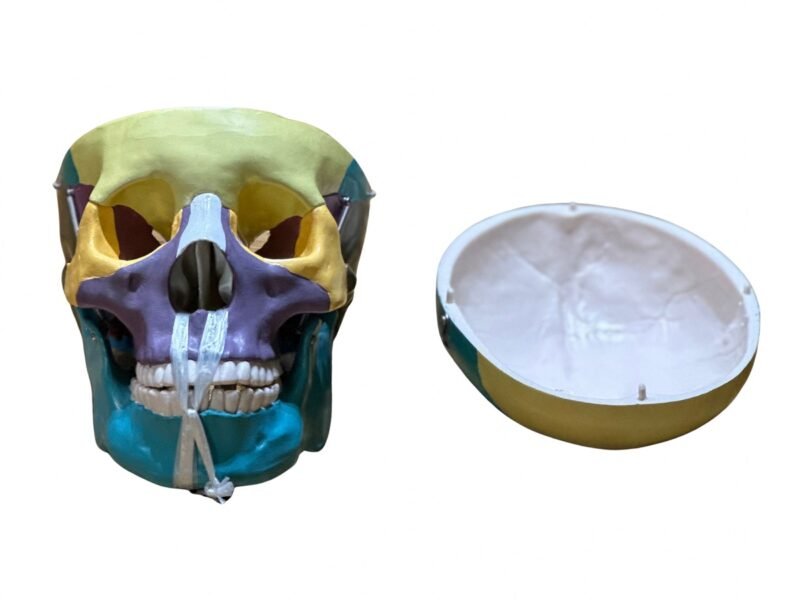 cráneo color, para enseñanza codj3c119104c