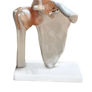 escapulo humeral, para enseñanza codj3c119109