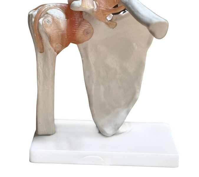 escapulo humeral, para enseñanza codj3c119109