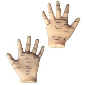 mano acupuntura, para enseñanza codj3c519509