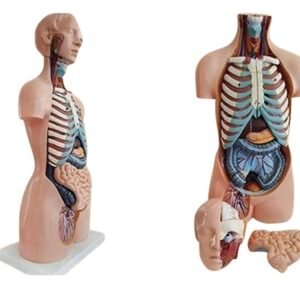 anatómico asexuado 20 piezas, para enseñanza codj3c219206