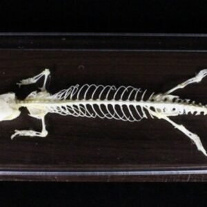 esqueleto de lagarto cod6030