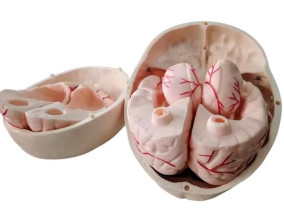 cráneo cerebro, para enseñanza codj3c119104e