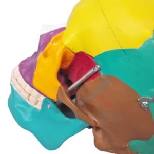 cráneo color, para enseñanza codj3c119104c