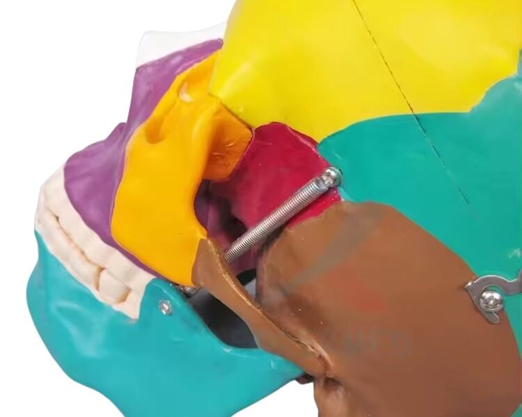 cráneo color, para enseñanza codj3c119104c