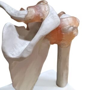 escapulo humeral, para enseñanza codj3c119109