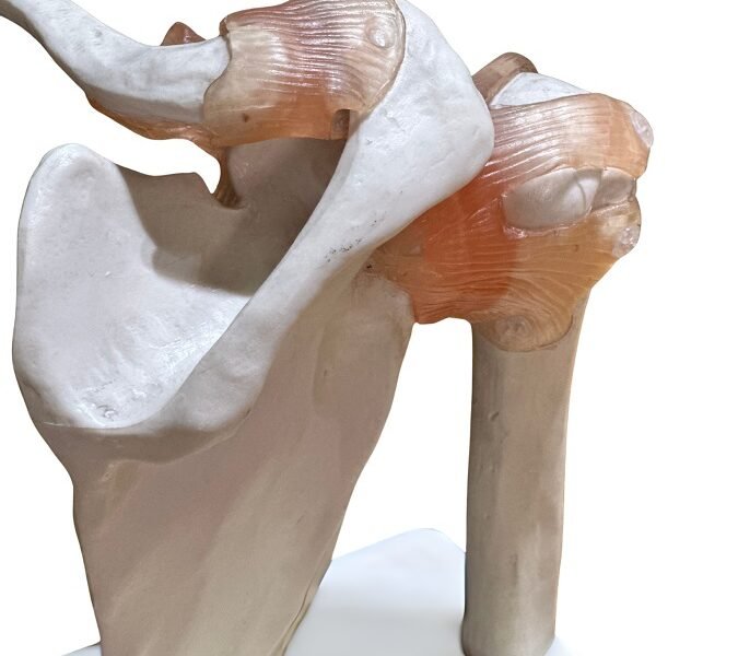 escapulo humeral, para enseñanza codj3c119109