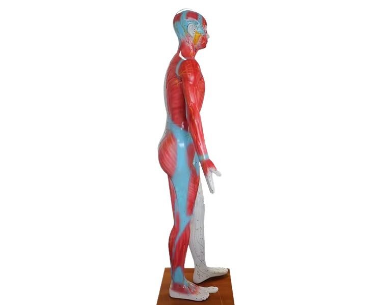 modelo de acupuntura de 178cm codj3c519501