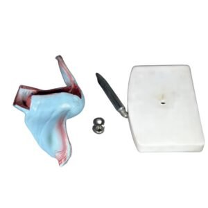 Útero, para enseñanza codj3c419436