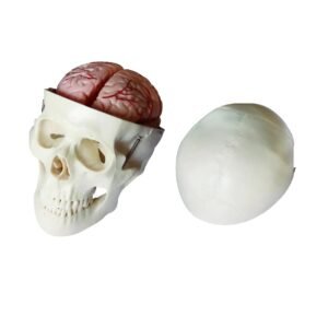 cráneo cerebro, para enseñanza codj3c119104e