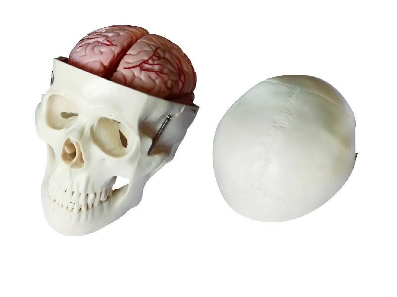 cráneo cerebro, para enseñanza codj3c119104e