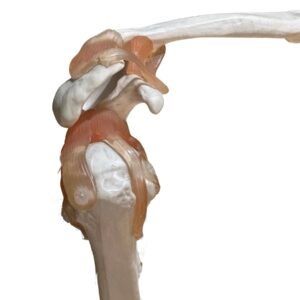 escapulo humeral, para enseñanza codj3c119109