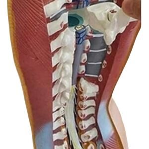 anatómico asexuado 20 piezas, para enseñanza codj3c219206