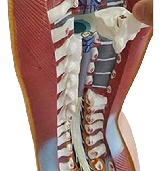 anatómico asexuado 20 piezas, para enseñanza codj3c219206