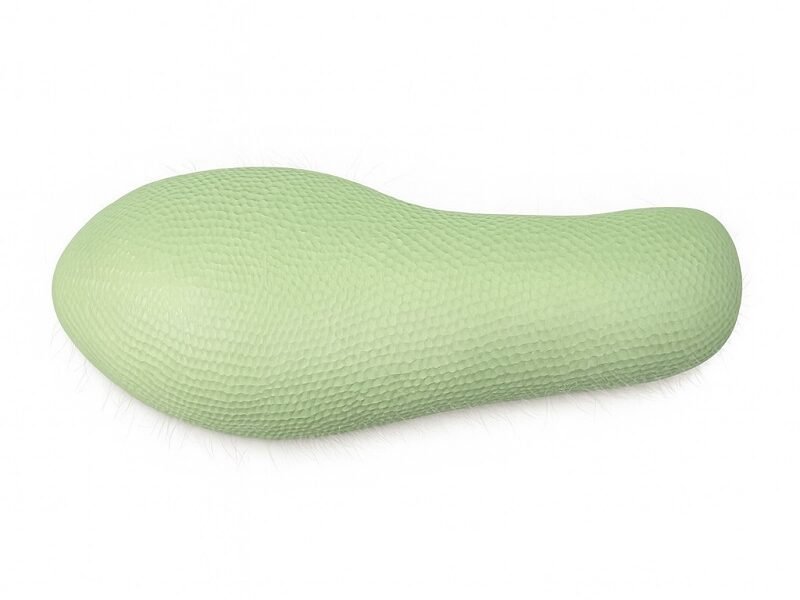 paramecia, para enseñanza, 6017