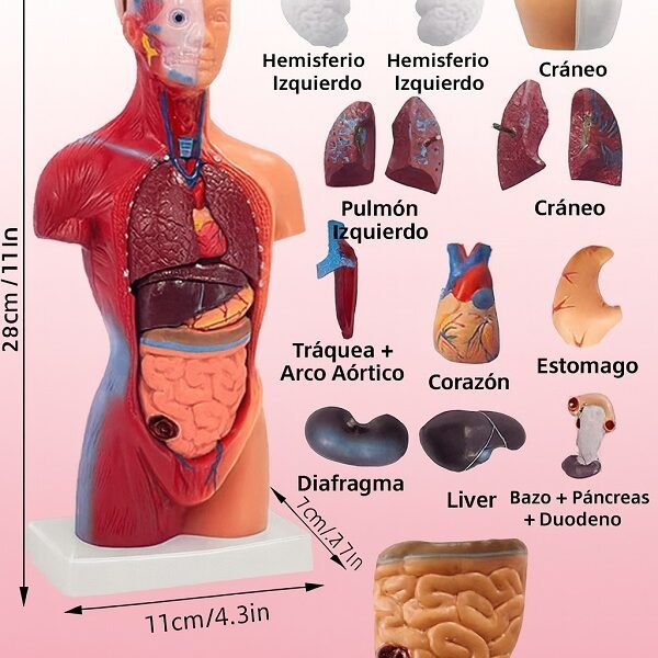 anatómico mini, para enseñanza codj3c219203