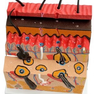 piel foliculo, material didactico para enseñanza, j3c3193133 piel foliculo, material didactico para enseñanza, j3c3193133