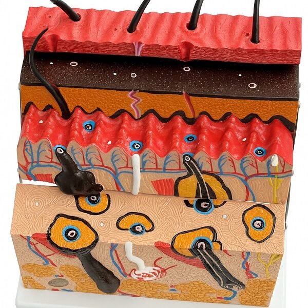 piel foliculo, material didactico para enseñanza, j3c3193133