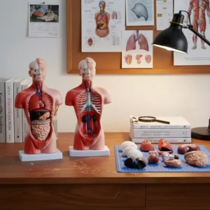 anatómico mini, para enseñanza codj3c219203