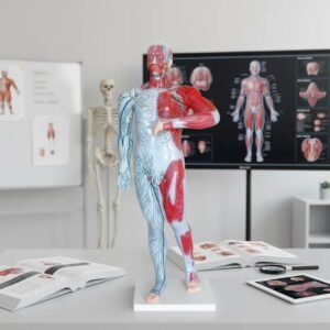 sistema linfático y venos, para enseñanza cod7008 sistema linfático y venos, para enseñanza cod7008