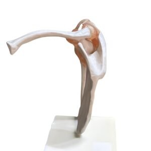 escapulo humeral, para enseñanza codj3c119109