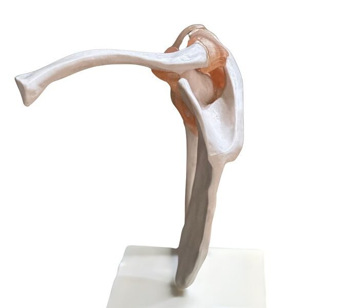 escapulo humeral, para enseñanza codj3c119109