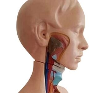 anatómico asexuado 20 piezas, para enseñanza codj3c219206