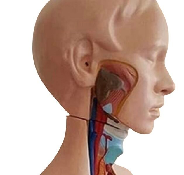 anatómico asexuado 20 piezas, para enseñanza codj3c219206