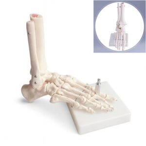 pie, material didactico para enseñanza, j3c119113