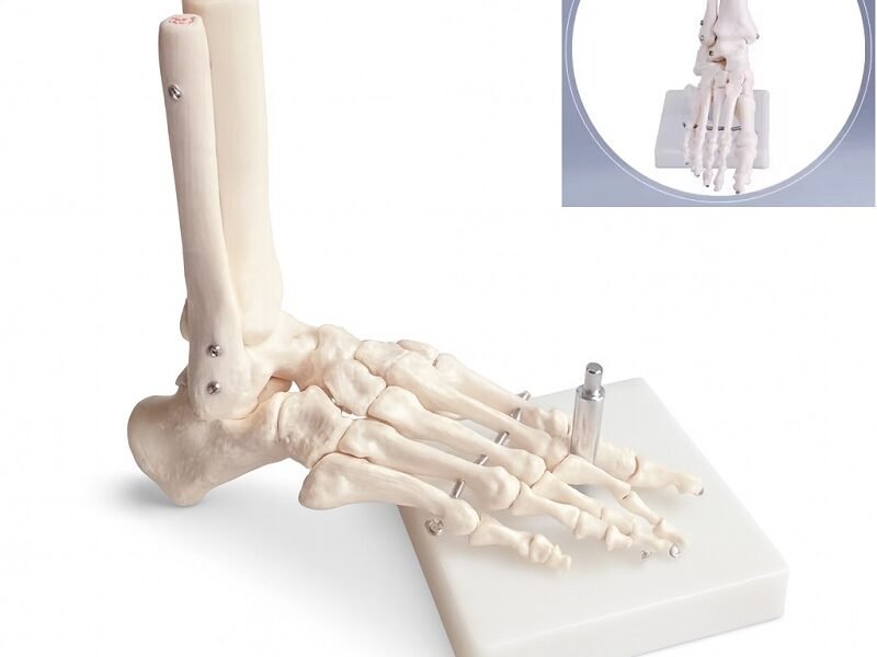 pie, material didactico para enseñanza, j3c119113