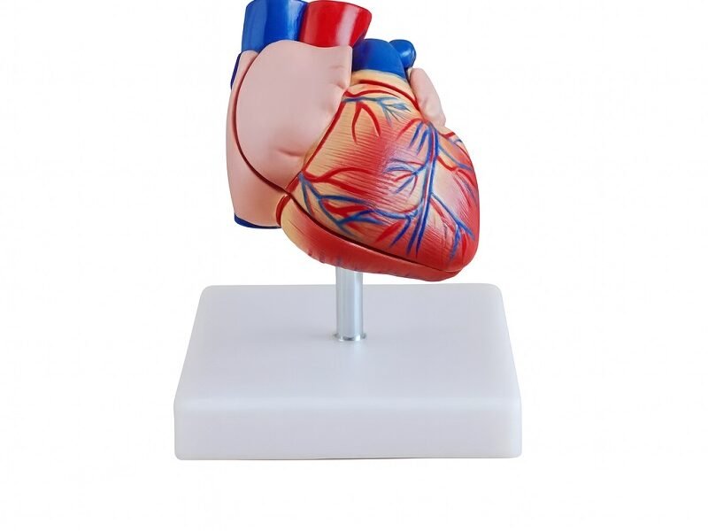 modelo de corazón de tamaño natural codj3c319307b