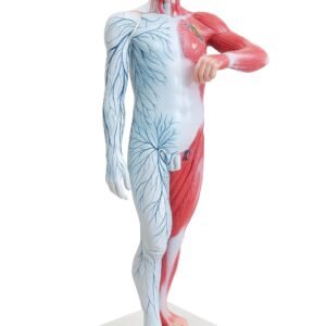 sistema linfático y venos, material para enseñanza, 7008 sistema linfático y venos, material para enseñanza, 7008