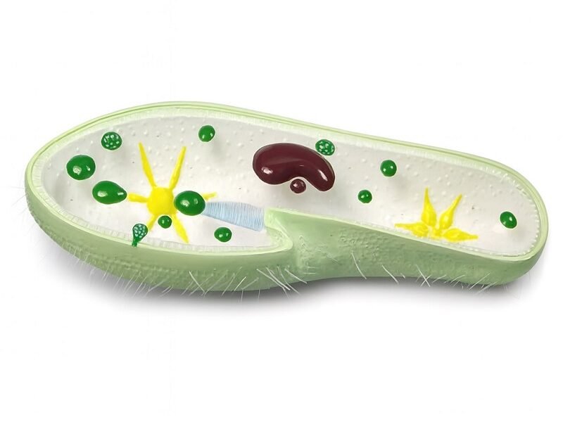 paramecia, para enseñanza, 6017