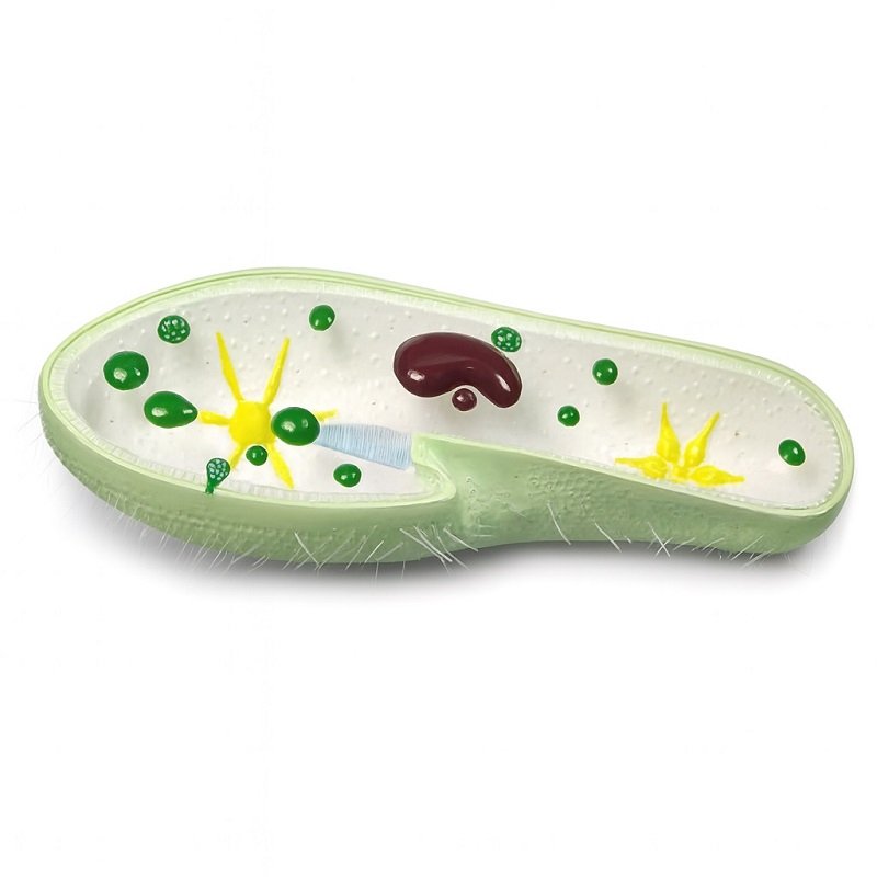 Paramesia Paramecia, para enseñanza Cod6017 - Camponac S.A.