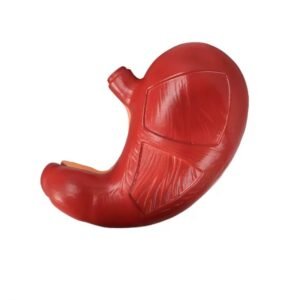 modelo de estomago codigo j3c319306