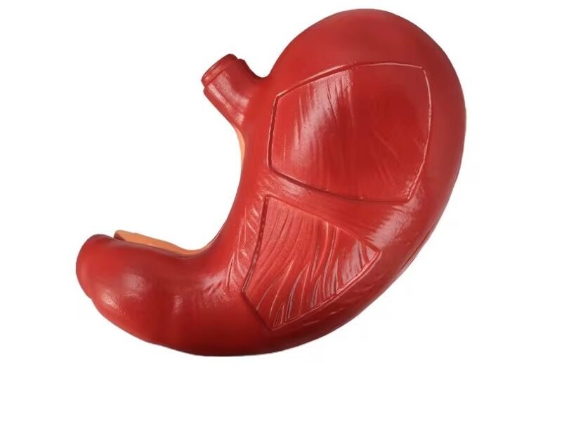 modelo de estomago codigo j3c319306