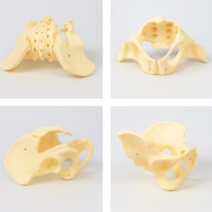 pelvis femenina, material didáctica, codj3c119124