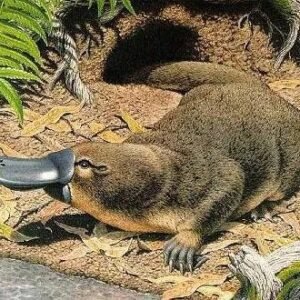 figura de ornitorrinco cod6024