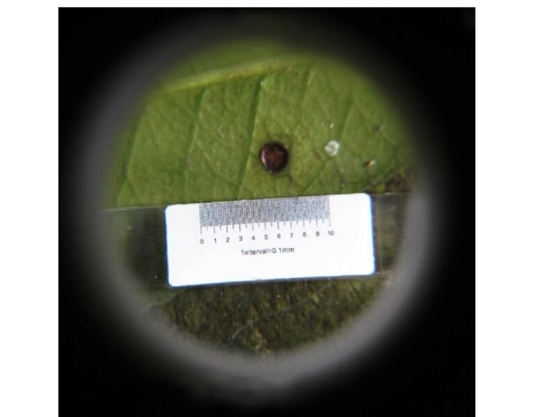 lupa copa con luz 8x cod131002