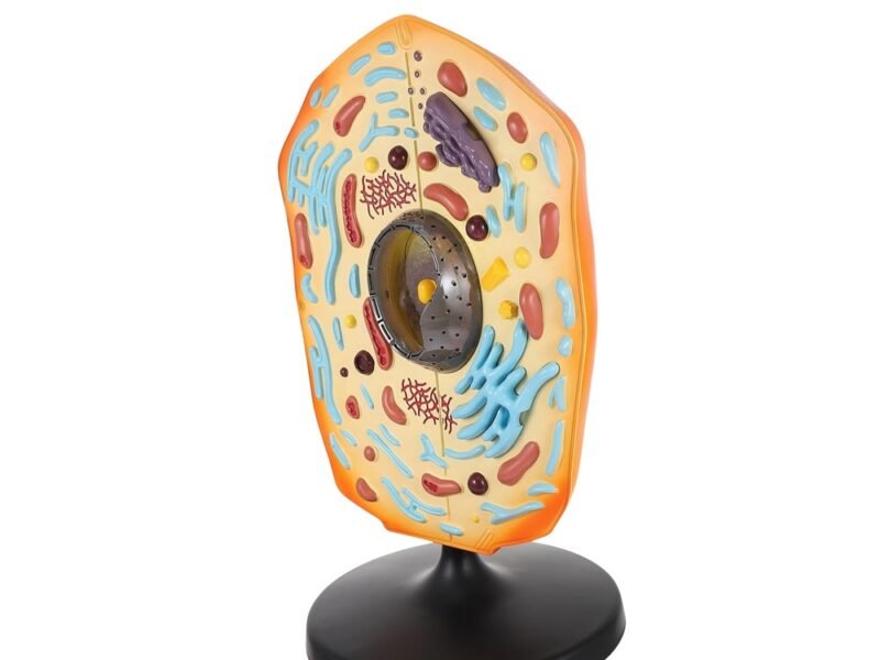 célula animal para enseñanza codj342032161